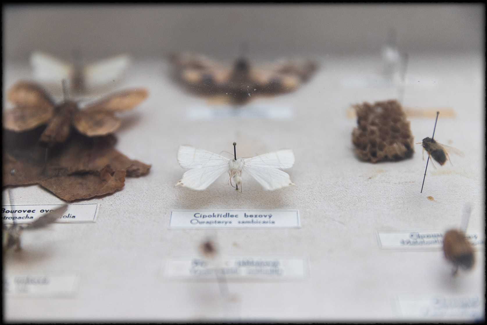 Papillons naturalisés, en cabinet de curiosités